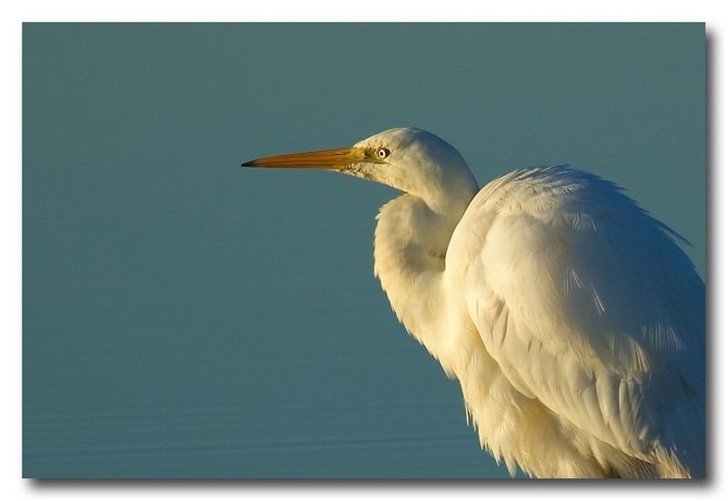 Airone bianco maggiore - Casmerodius albus